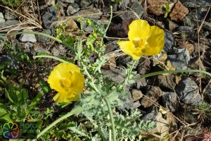 Glaucium flavum (2)5